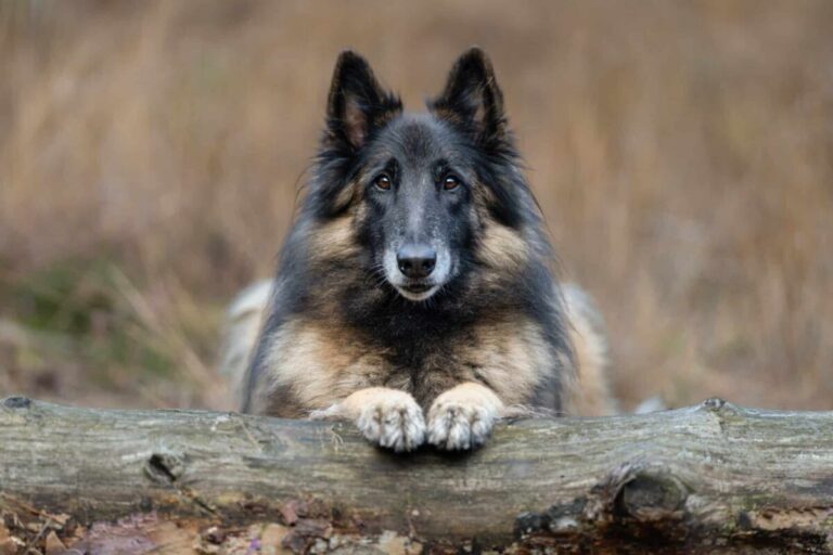 15 Amazing Dog Breeds That Look like German
Shepherds