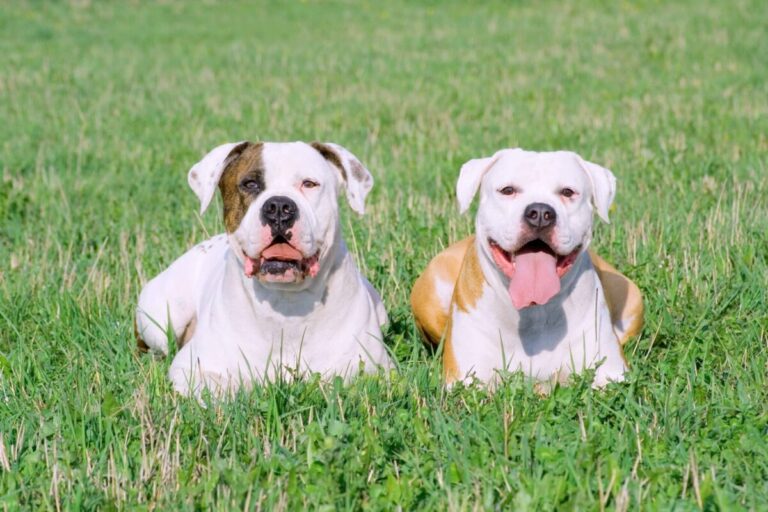 15 Dog Breeds Known For Their Intimidating Looks But Kind
Hearts