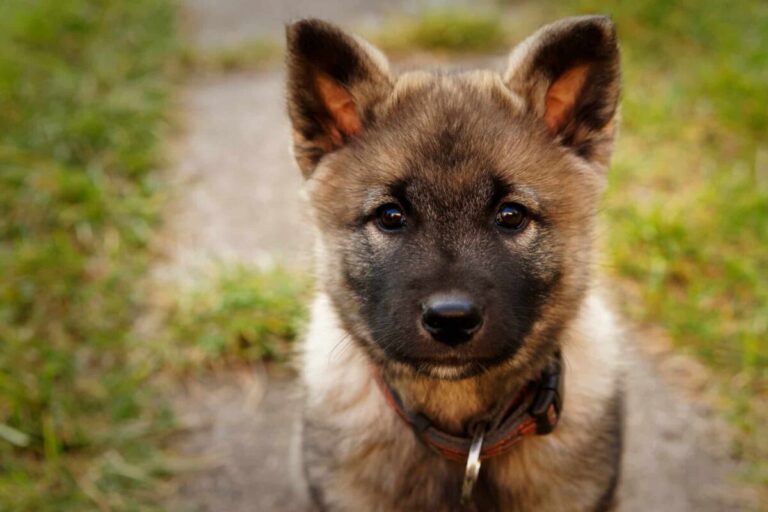 15 Dog Breeds With Coyote Looks And Loyal Hearts