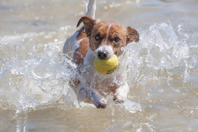 15 Fascinating Reasons Some Dogs Are Obsessed with Tennis
Balls