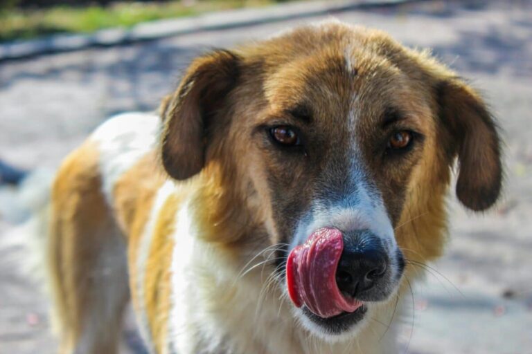 15 Fascinating Reasons Why Dogs Sometimes Lick the
Air