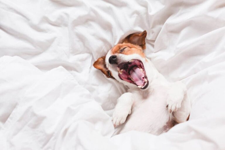 15 Intriguing Explanations for Why Dogs Howl in Their
Sleep