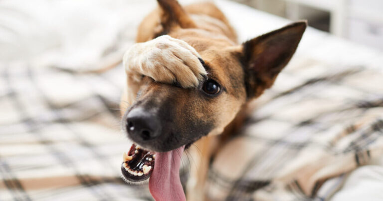 15 Intriguing Reasons Some Dogs Are Afraid of
Cameras