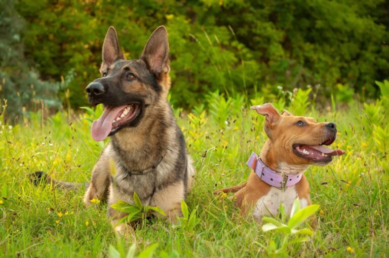 15 Key Differences Between German Shepherds And Pit
Bulls