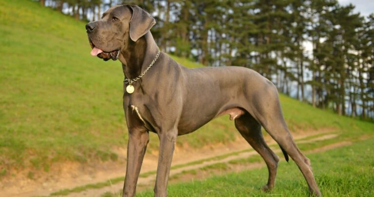 15 Largest Dog Breeds with Expert Tips