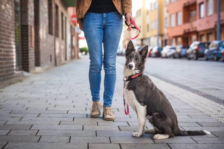 15 Reasons To Keep Your Dog On Leash (Even When It’s Legal
Not To)