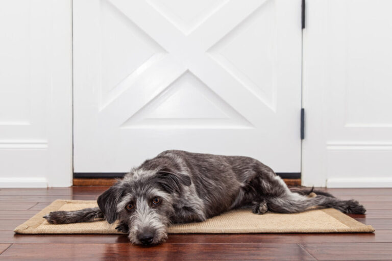 15 Surprising Reasons Some Dogs Fear Hardwood Floors