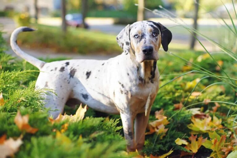 16 Most Exotic Dog Breeds: Dogs That Are Rare and
Fascinating