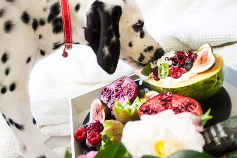 26 Surprising Things Dogs Can Eat Besides Dog Food