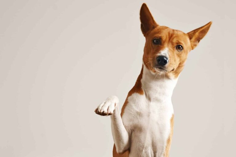 7 Dog Breeds Most Likely to Believe They’re Cats