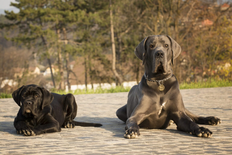 8 Big Differences Between Cane Corsos And Great
Danes