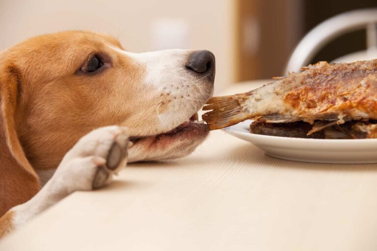 8 Dog Breeds Most Likely to Steal Your Lunch (with No
Shame!)