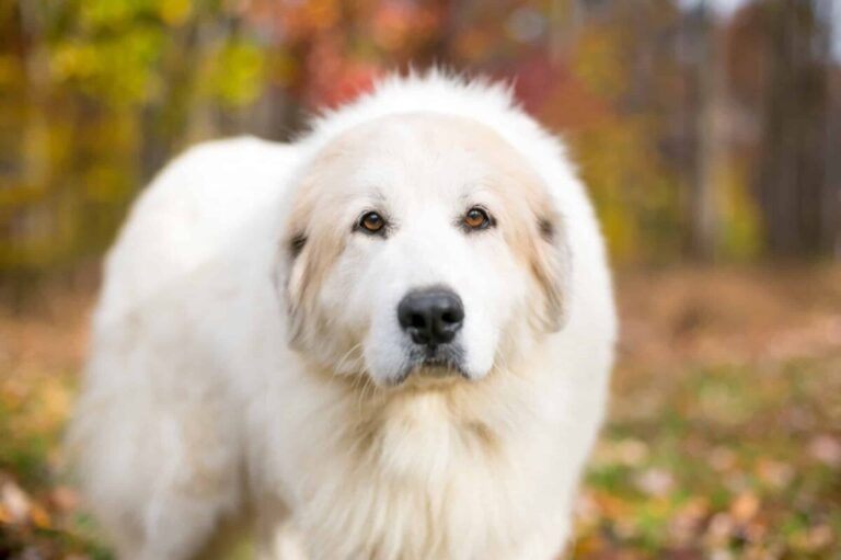 8 Dog Breeds Most Similar To Great Pyrenees