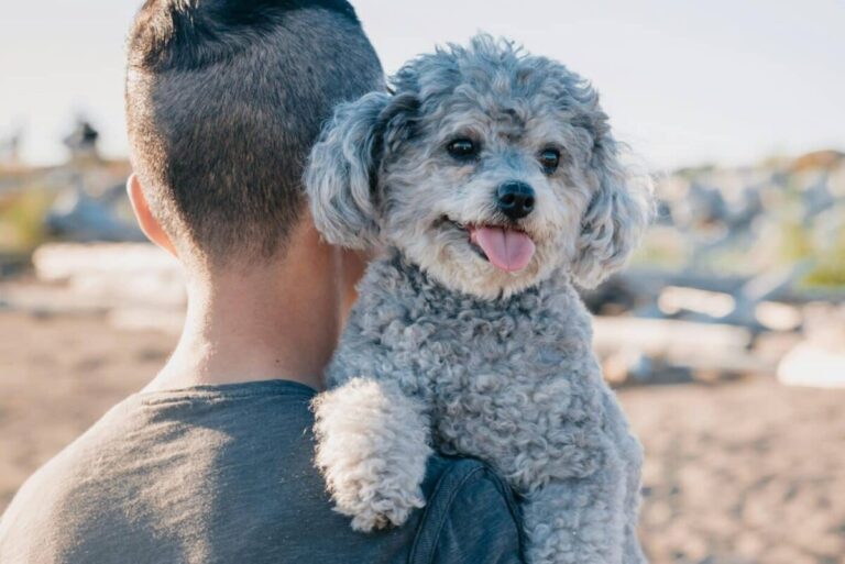 9 Best Dog Breeds for Assisting in Therapy and Mental Health
Support