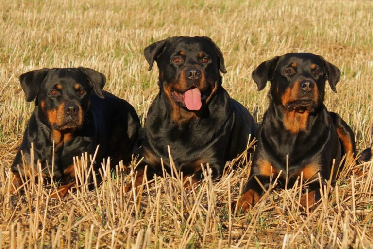 9 Fun Facts You Didn’t Know About Rottweilers