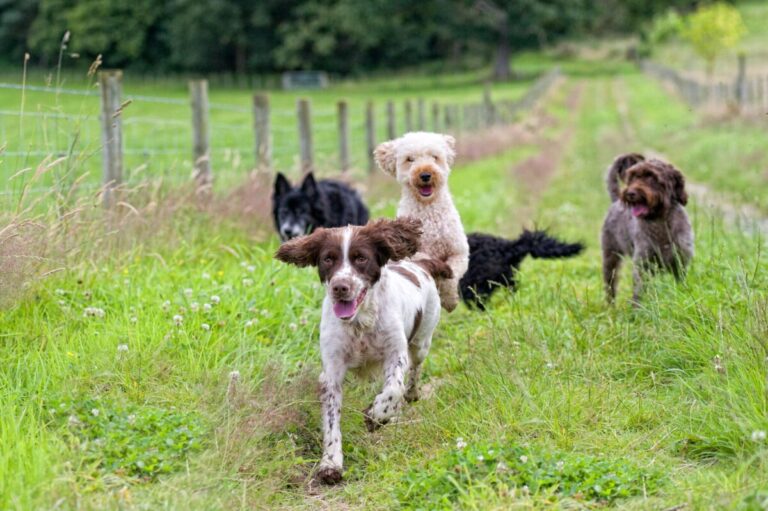 9 Things To Consider Before Getting Multiple Dogs