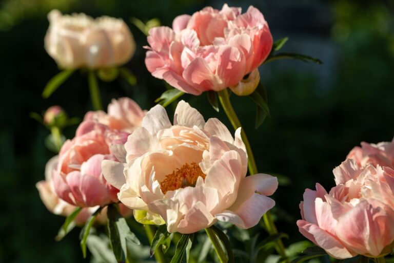 Are Peonies Toxic to Dogs? Vet-Verified Facts, Info
&amp; Poison Help