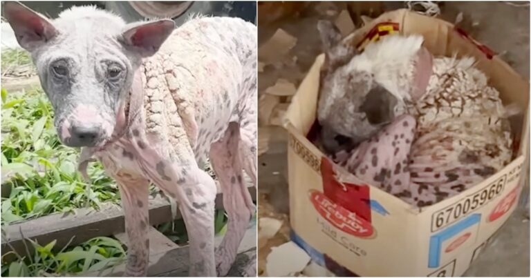 Bald Dog Ran From Woman To Curl Up Inside Her ‘Comfort
Box’