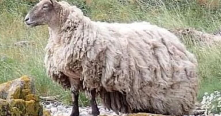 Britain’s ‘Loneliest Sheep’ Rescued After Two Years Stranded
on Rocky Beach