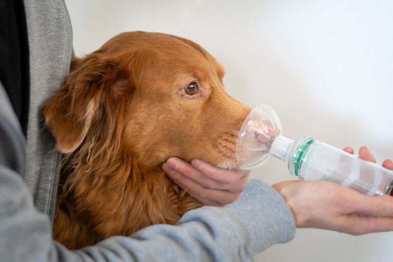 Can Asthma Puffers Be Deadly for Dogs? Our Vet
Explains