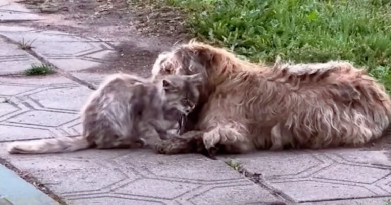 Dog And Cat Stayed By Old House, Caring For One Another
After Owner Passed