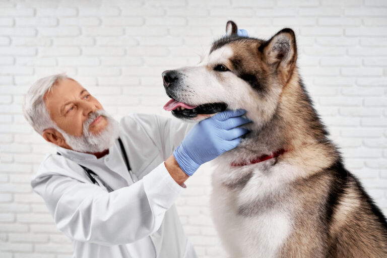 Dog Sedation vs. Anesthesia: Vet-Verified Facts &amp;
Explanation