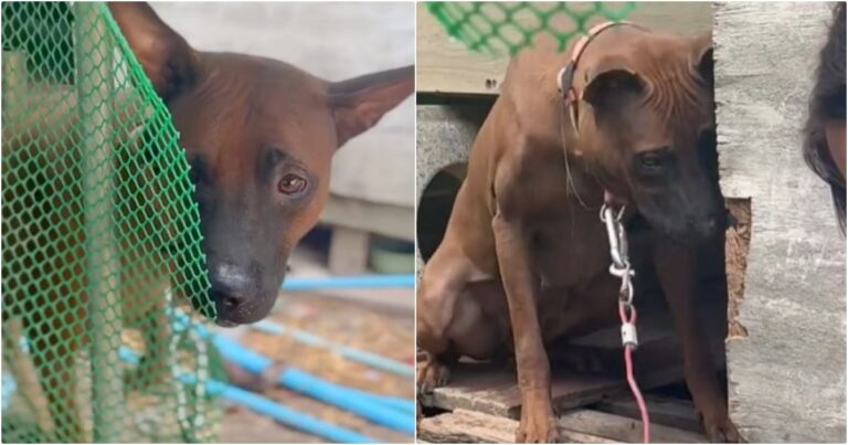 Dog Relieved When Kind People Came To Free Her, But Owner
Said No