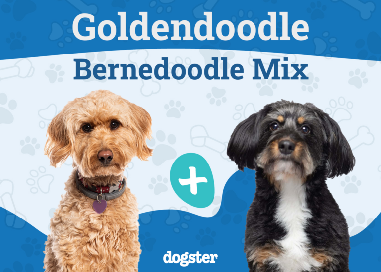 Golden Mountain Doodle Dog Breed: Info, Pictures, Care
&amp; Facts