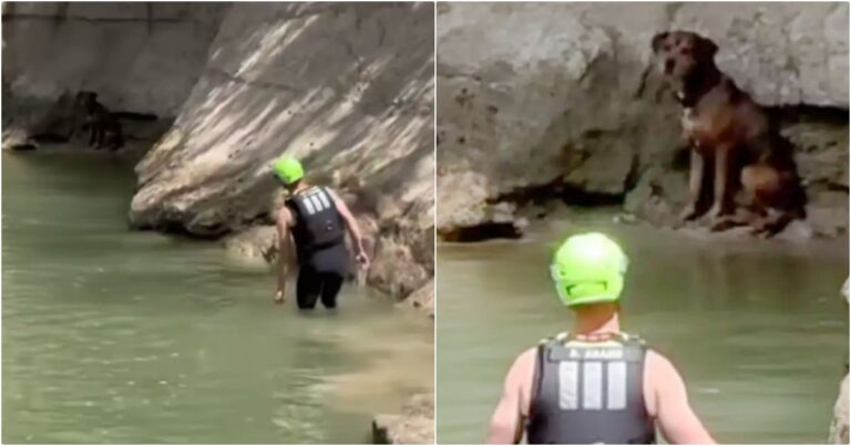 Golfers Abandon Game When They See A Furry-Someone Stranded
In Creek