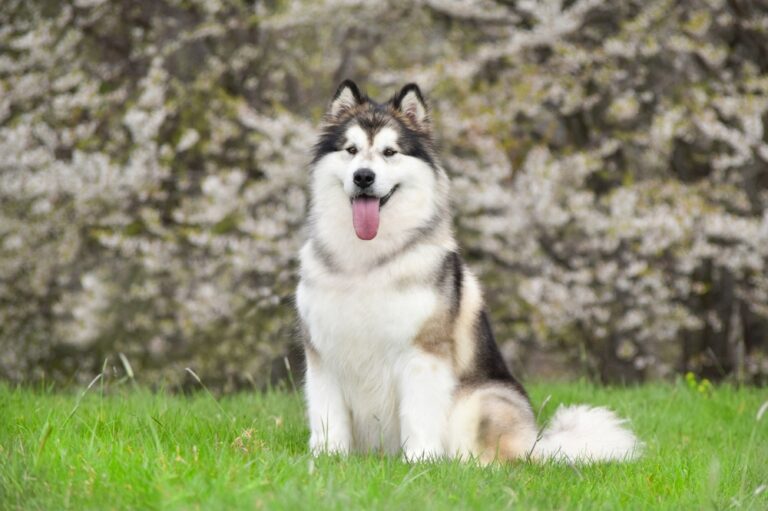 How Long Do Alaskan Malamutes Live: Average Lifespan, Data
&amp; Care (Vet-Approved)