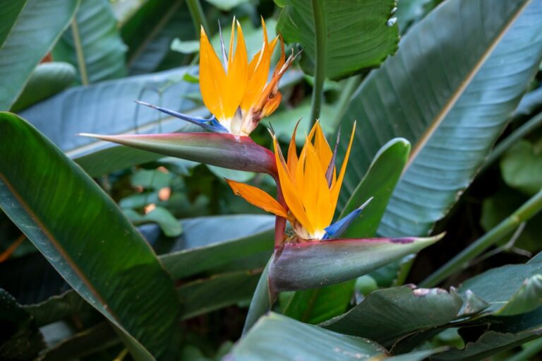 Is Bird of Paradise Poisonous to Dogs? Vet-Verified Info,
Signs &amp; Prevention Tips