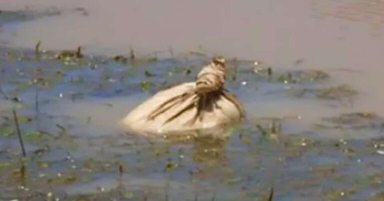 Kayakers Spotted Potato Sack Floating In River, Paddled
Closer And Untied It