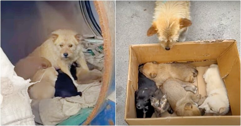 Lady Meets Dog Living In Barrel With Her Babies But They’re
‘Not All Puppies’