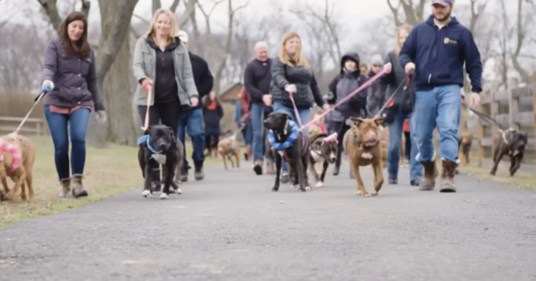 Mama Dog Joyfully Reunites with Her 12 Puppies After a Year
Apart in an Unforgettable Celebration of Family