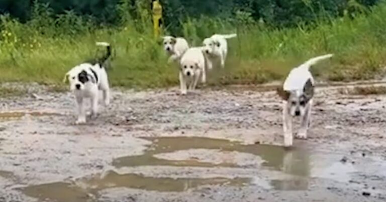 Man Is Ambushed By Litter Of Abandoned Puppies On Dead-End
Road