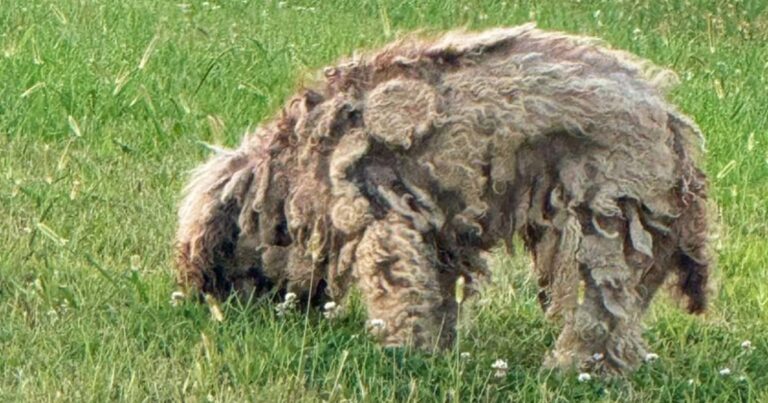 Matted Dog On The Loose For 8 Months Had 3-Pounds Of Tangled
Fur Removed