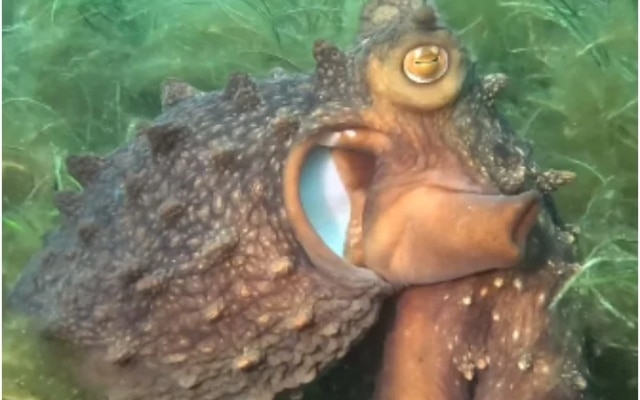 Octopus Leads Diver Along Marked Path to Hidden Underwater
Shrine