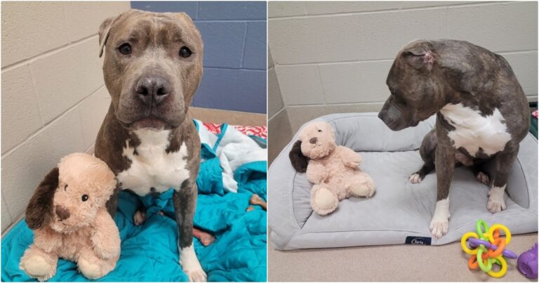 Shelter Dog Missing One Ear Tears Same One Off His Stuffie
To Look Like Him