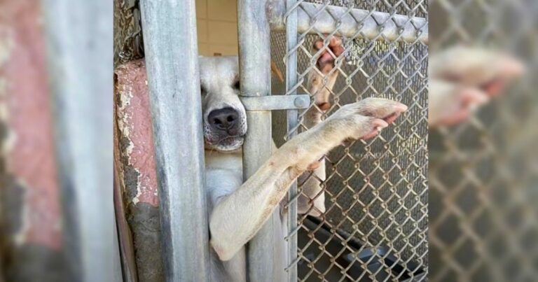 Shelter Dog Wanted To Hold Hands With Everyone Who Passed By
His Kennel