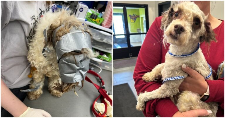 Stranger Duct Taped Lost Dog While Family Looked For
Him