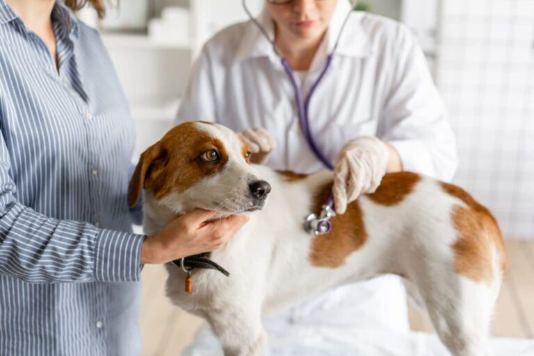 The 12 Health Questions Every Pet Parent Should Be
Asking