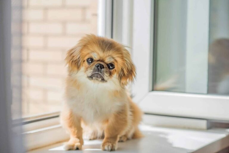 The Ultimate Guide To The 25 Cutest Dog Breeds On
Earth