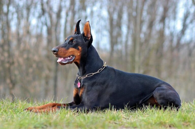 Top 12 Intimidating Dog Breeds That Are Not To Be Messed
With