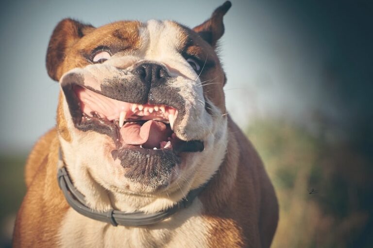 Top 15 Goofiest Dog Breeds