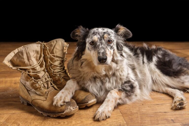 Top 15 Service Dog Breeds for PTSD and Anxiety
Relief