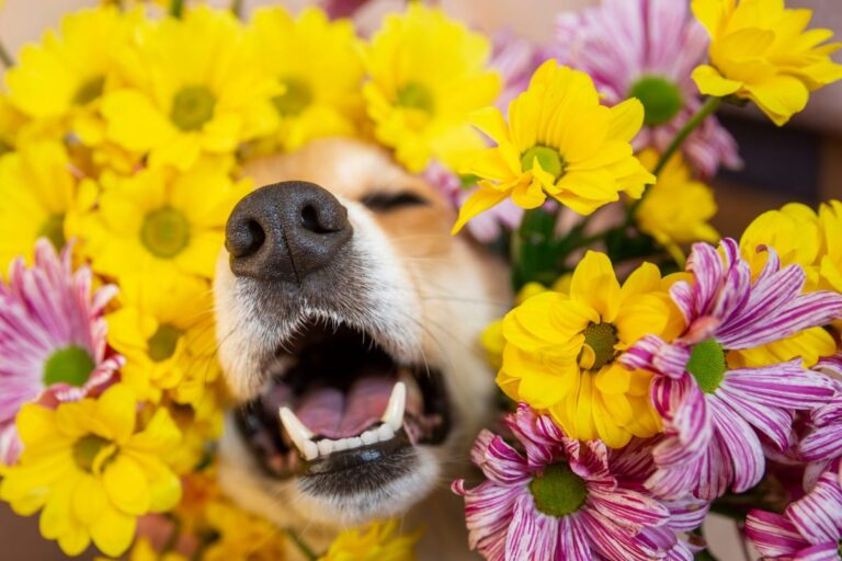 16 Dog Breeds That Keep Allergies At Bay