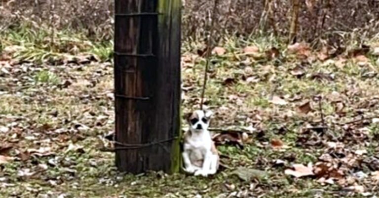 Woman Finds Forgotten Tied-Up Puppy Sitting Calmly By A
Tree