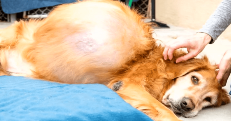 ‘Abandoned’ Dog With 46-Lb Tumor Finally Had Heavy Burden
Lifted Off His Shoulders