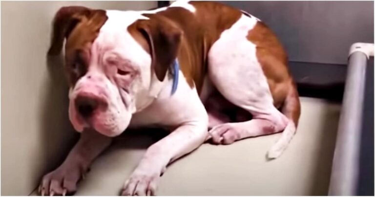 ‘Shaking’ Pit Bull Wouldn’t Leave A Shelter Corner But Then
‘Heard Voice’ And Inched Forward