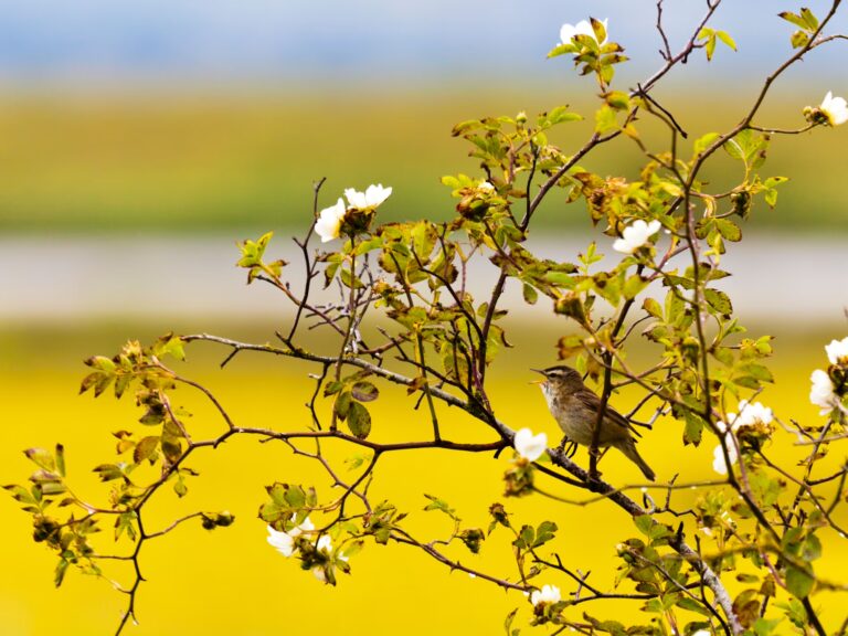 Finding Nature Through Sound: A Dawn Chorus Retreat in Gloucestershire